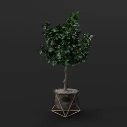 Lemon Tree
