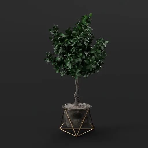 Lemon Tree