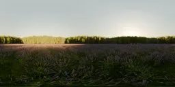 Lavender Field Morning