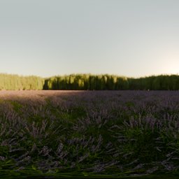Lavender Field Morning