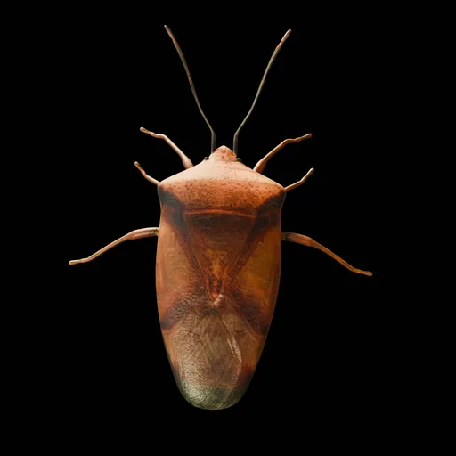 Realistic Bug