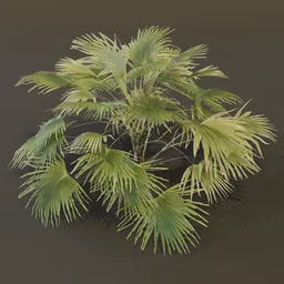 Fan Palm Large