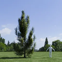 Pine tree - Pinus Flexilis Animated