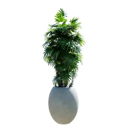 Indoor Plant Rhapis Excelsa Lady Palm