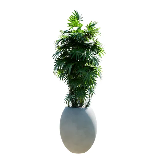 Indoor Plant Rhapis Excelsa Lady Palm
