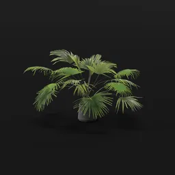 Fan Palm Med Potted