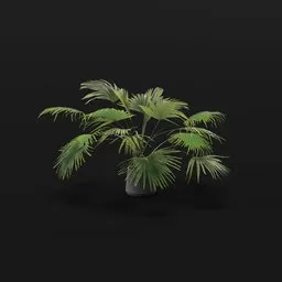 Fan Palm Med Potted