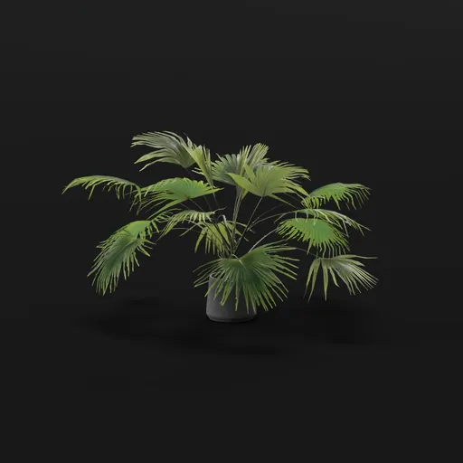 Fan Palm Med Potted