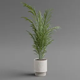 Modern Potted Areca Palm Plant