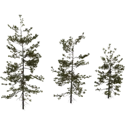 Pine Sapling Medium