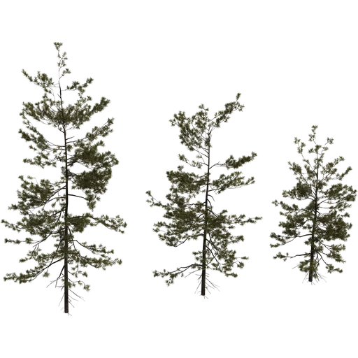 Pine Sapling Medium