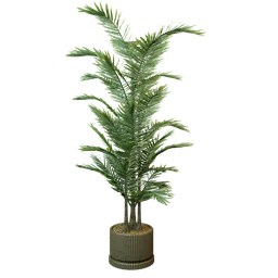 Erica palm plant
