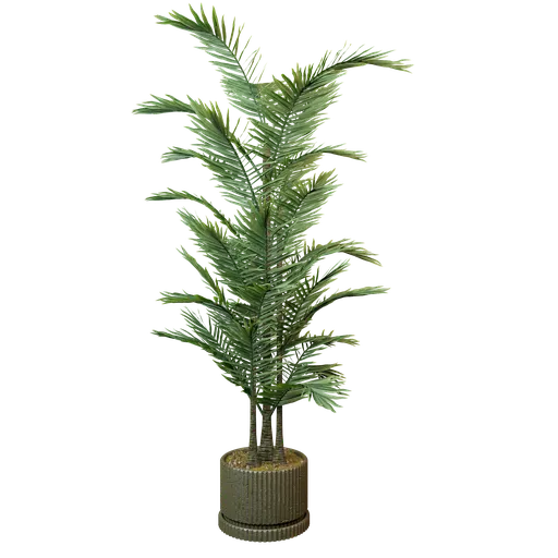Erica palm plant