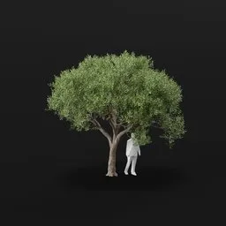 Olive Tree City Adult