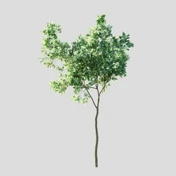 "Small tree 3D model for Blender 3D, with detailed body shape and branching branches growing as hair. Untextured and lightweight, perfect for architectural visualization and landscaping projects."