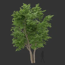 Tall tree Colloction
