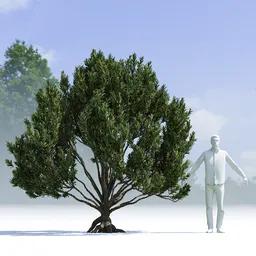 Tree Pinus Mugo