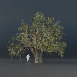 Oak Tree - Matured (Spring)