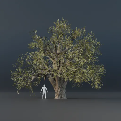 Oak Tree - Matured (Spring)