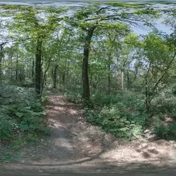 Ferny Forest Lane in the Netherlands