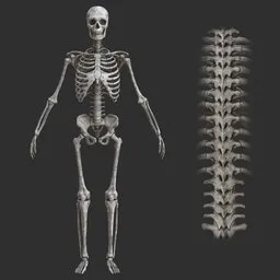 Human Old rigged male skeleton