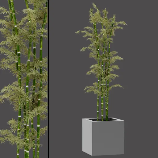 Tall Indoor Bamboo