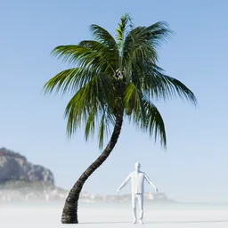 Coconut Tree