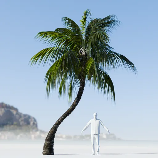 Coconut Tree