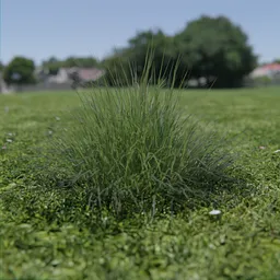 Realistic Carex Divulsa grass 3D model for Blender, suitable for natural outdoor scenes.