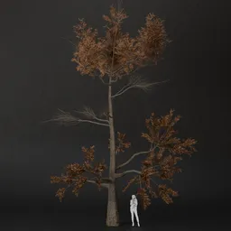 SJ-Dry Crown Pine Tree