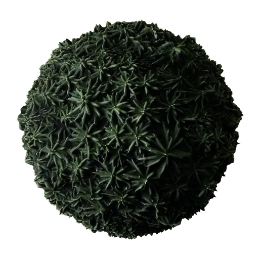 Dark Leaves