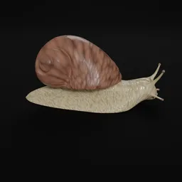 "Rigged and Procedural Snail 3D Model for Blender 3D - Perfect for Animation and Posing. Explore the Gastropoda class from the phylum Mollusca, featuring a variety of species. From tiny Ammonicera rota to the colossal Syrinx aruanus, this versatile model captures the beauty of these fascinating creatures."
