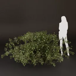 SJ-Wild Spring Meadow Bush