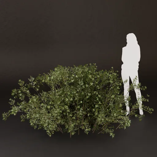 SJ-Wild Spring Meadow Bush