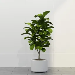 Fiddle Leaf Fig Indoor Plant