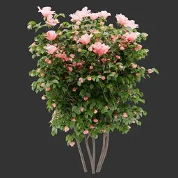 Flowering Bush Plant