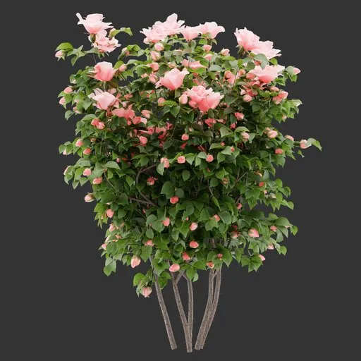 Flowering Bush Plant