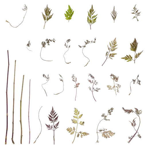 Torilis scabra Leaf