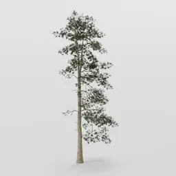 Tall Dense Pine Tree