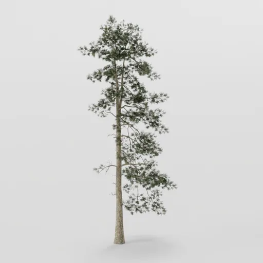 Tall Dense Pine Tree