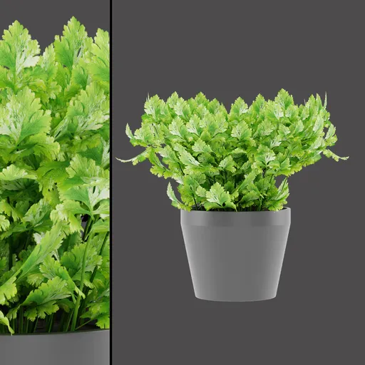 Coriander Herb Cluster