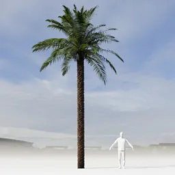 Dactylifera Palm Tree