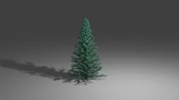 Fir Tree