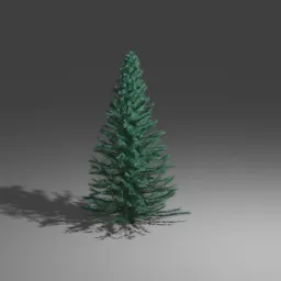 Fir Tree