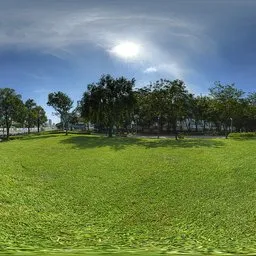 Grass under the sun