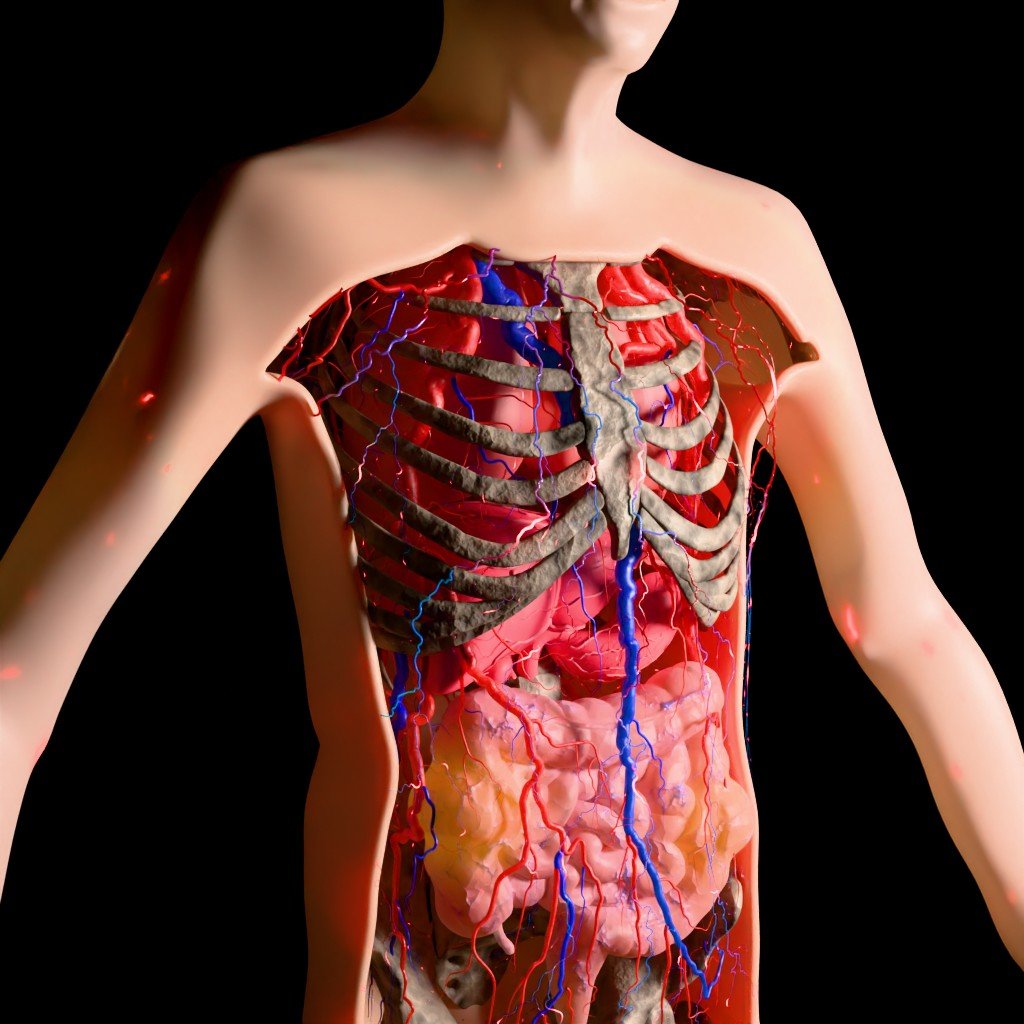 Anatomy Torso With Organic Motion | Science scenes | Blendkit