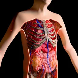 Anatomy Torso With Organic Motion