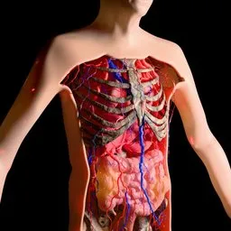 Anatomy Torso With Organic Motion