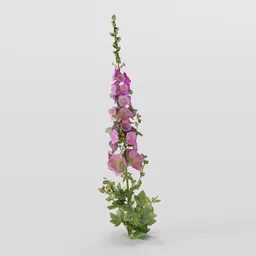 Tall Mallow Plant