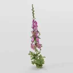 Tall Mallow Plant